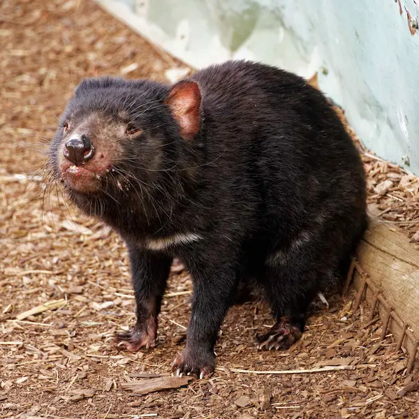 Tasmanian devil (2)